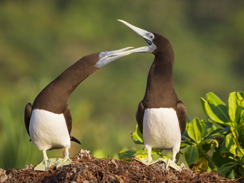 christmas island swell lodge photo tour example 32
